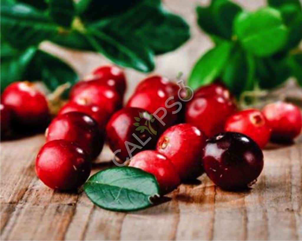 Cranberry Natural Essential Oil
